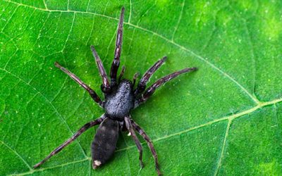 White-tailed Spiders