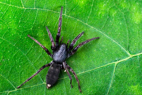 Adult white-tailed spider showing body pattern details on a green leaf