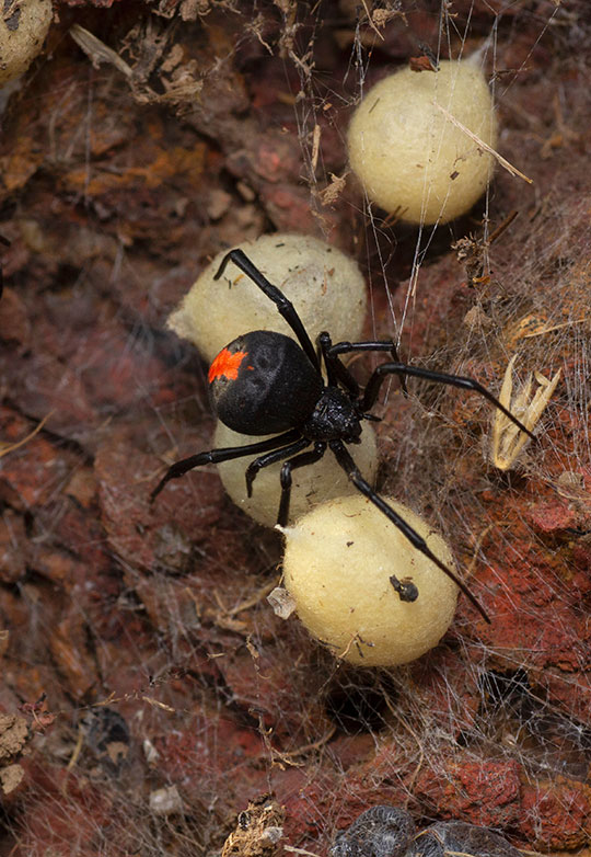 Redback spider with eggs