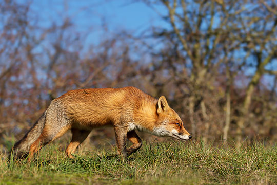 Fox stalking prey
