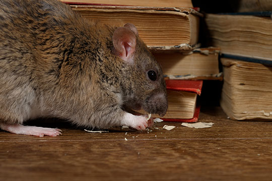 Rat chewing on vintage books