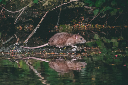 Rat navigating water