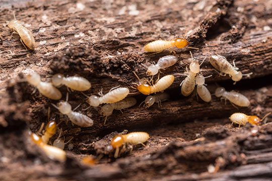 Termites and termite damage to timber