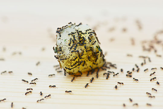 Ants on food