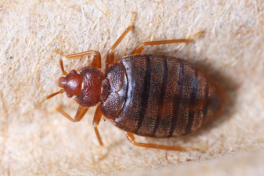 Close up of bed bug on fabric