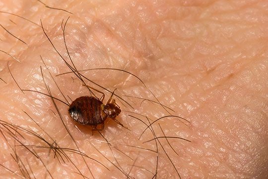 Bedbug on human