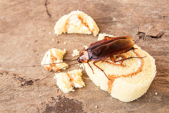 Cockroach on food