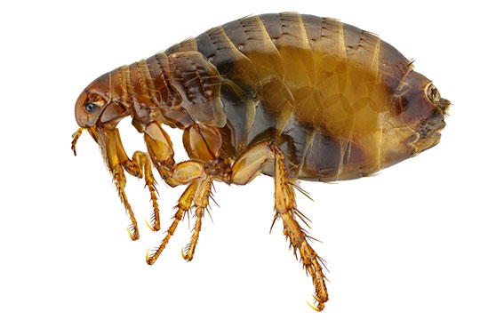 Macro view of flea