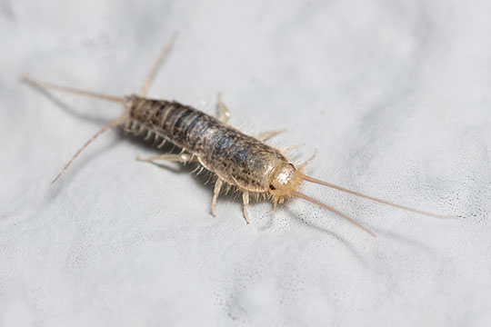 Silverfish On An Old Book