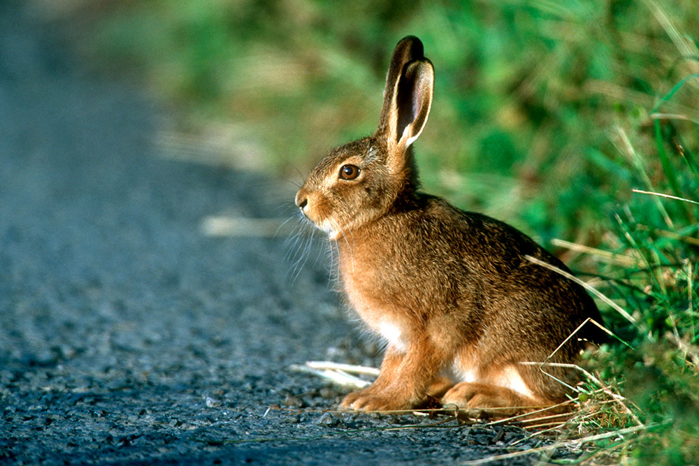 Wild Rabbit (European Rabbit)