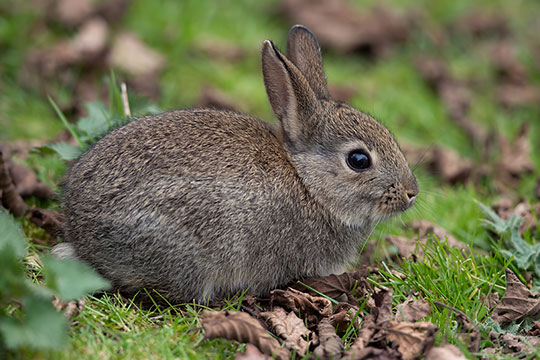 Wild Rabbit (European Rabbit)
